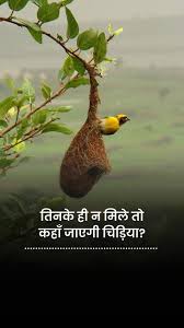 आँगन में फिर लौटेगी गौरैया की चहक: प्रिया विश्वकर्मा ने वन विभाग के साथ मिलकर थामी विलुप्त होती पक्षियों की डोर